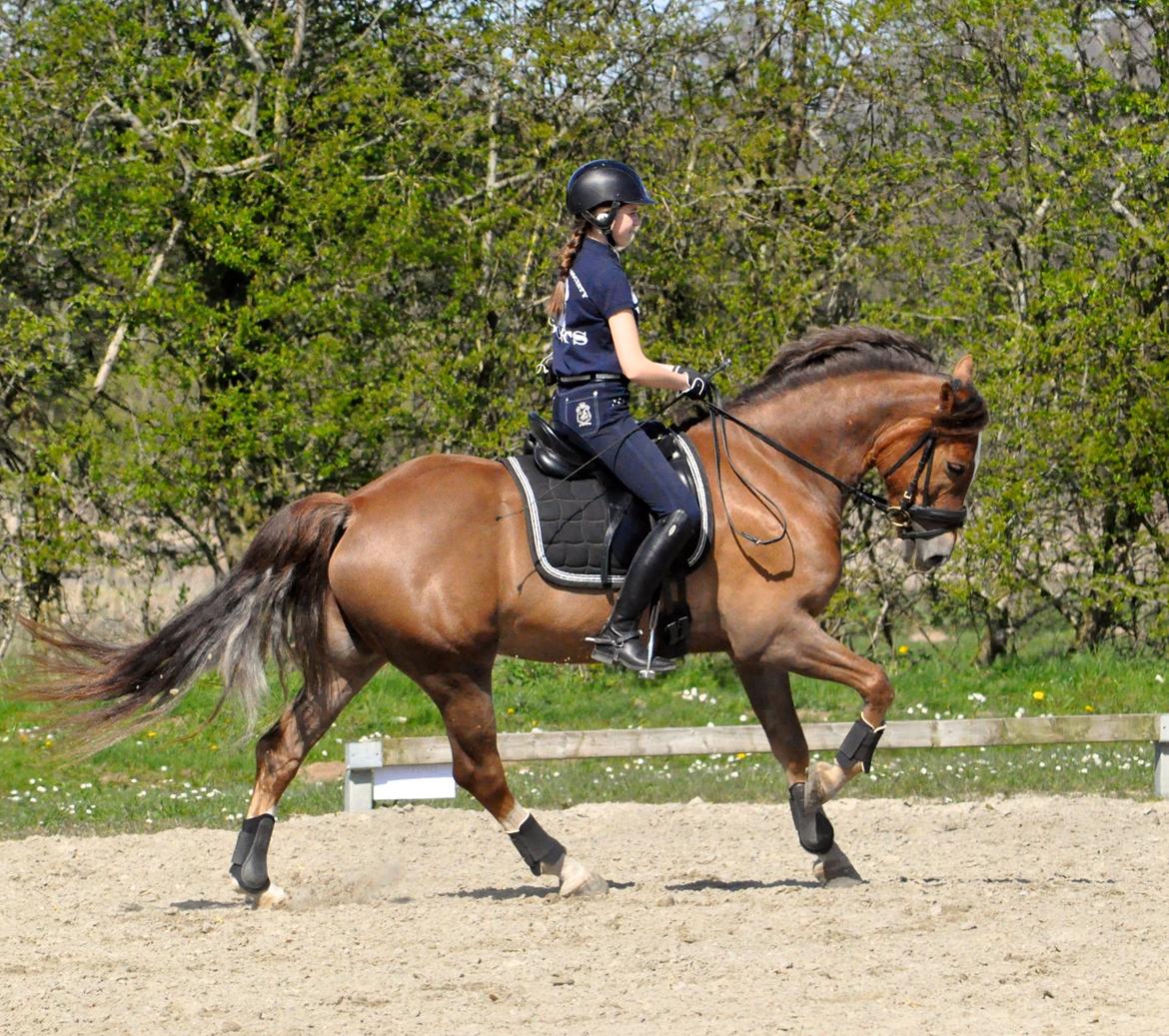 Welsh Cob (sec D) Fronerthig Red Hot Chilli billede 3