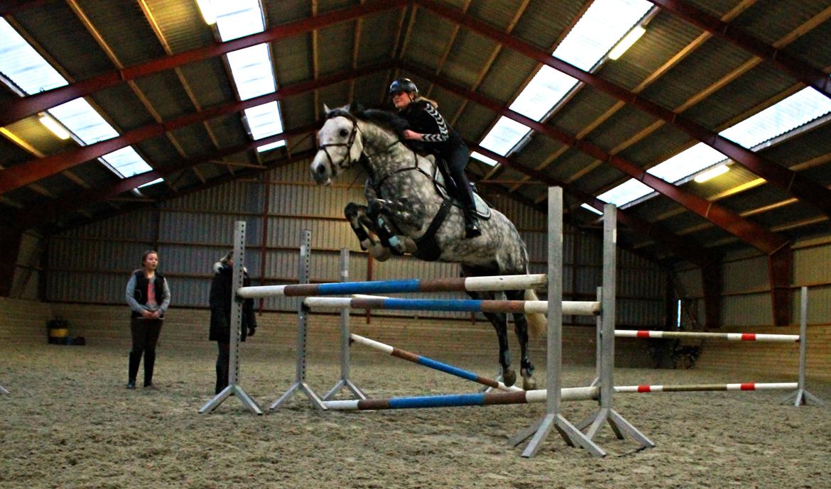 Anden særlig race Bech's Padraigh aka. Paddy :-) - Paddy flyvende over 125 cm, til træning april 2014 billede 10