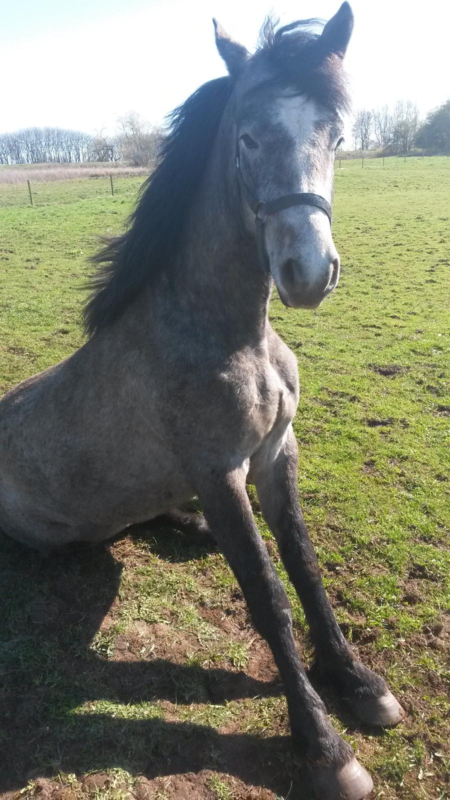 Connemara Bisgaard's Sputnik billede 13