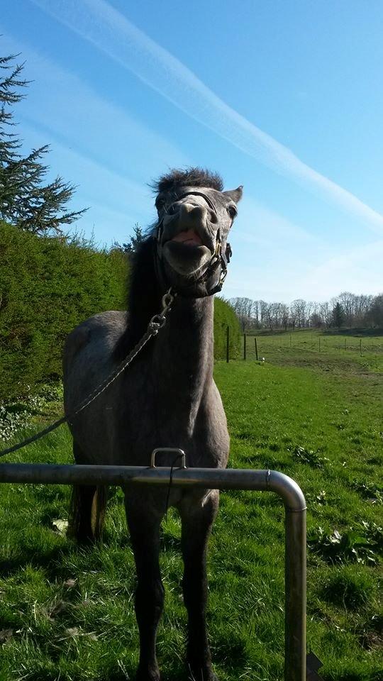 Connemara Bisgaard's Sputnik billede 12