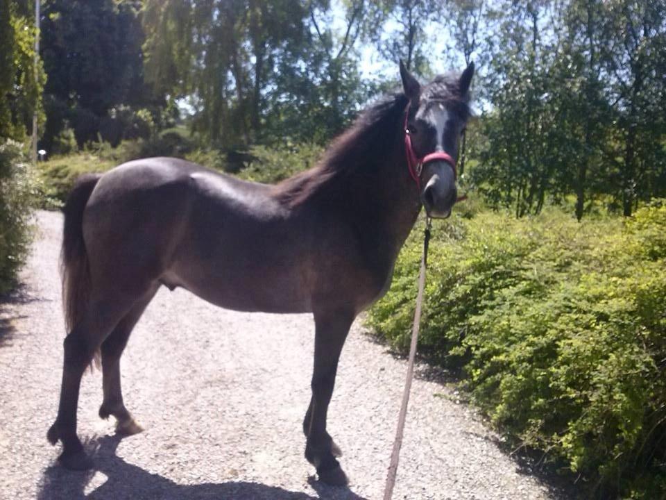 Connemara Bisgaard's Sputnik billede 19