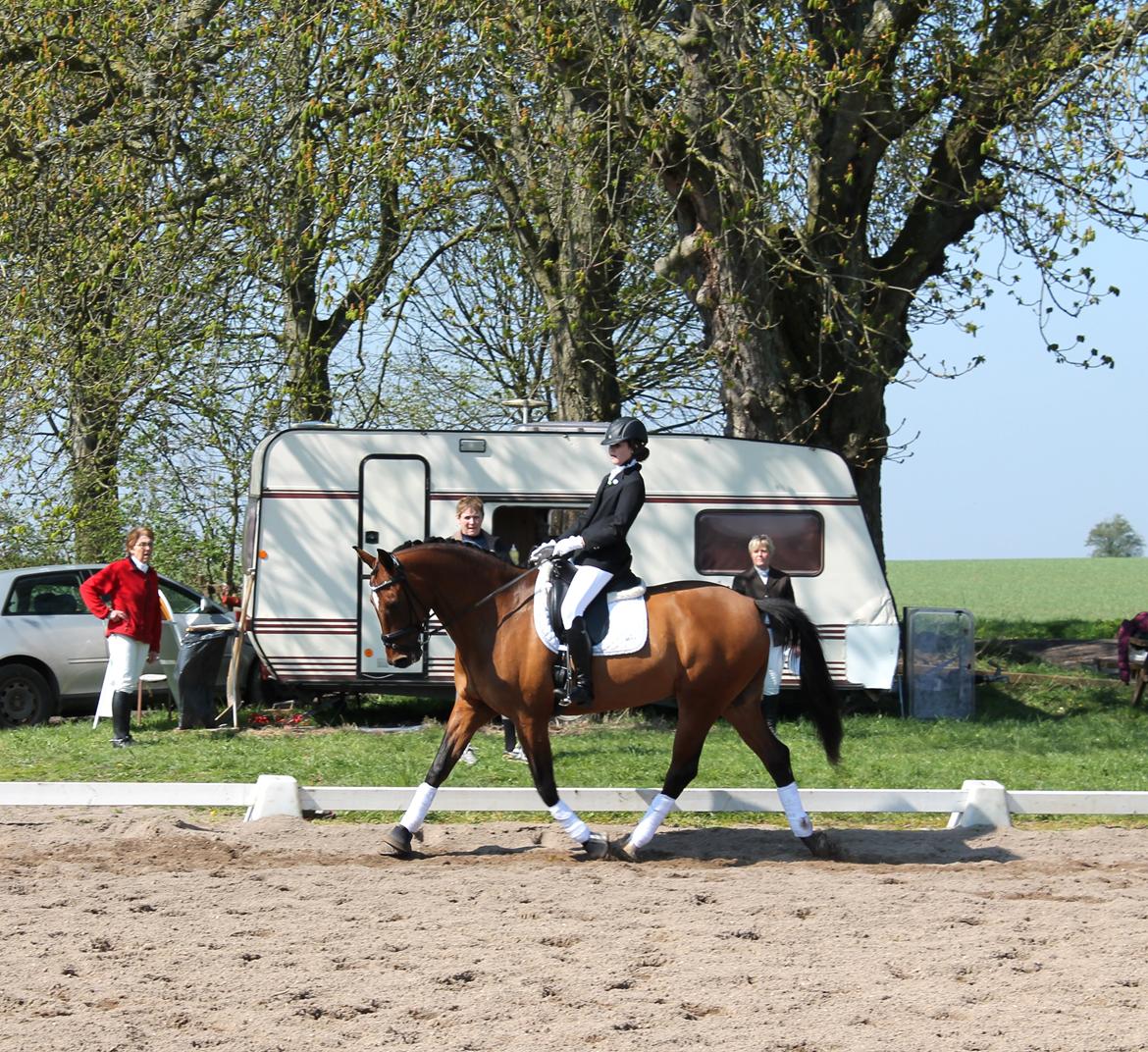 Dansk Varmblod Kindvigs Palisander billede 4