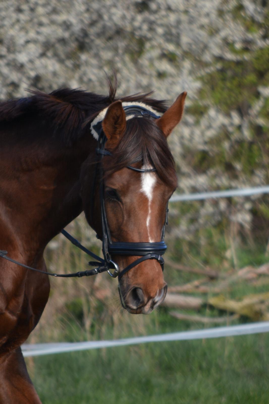 Hannoveraner Felina billede 10