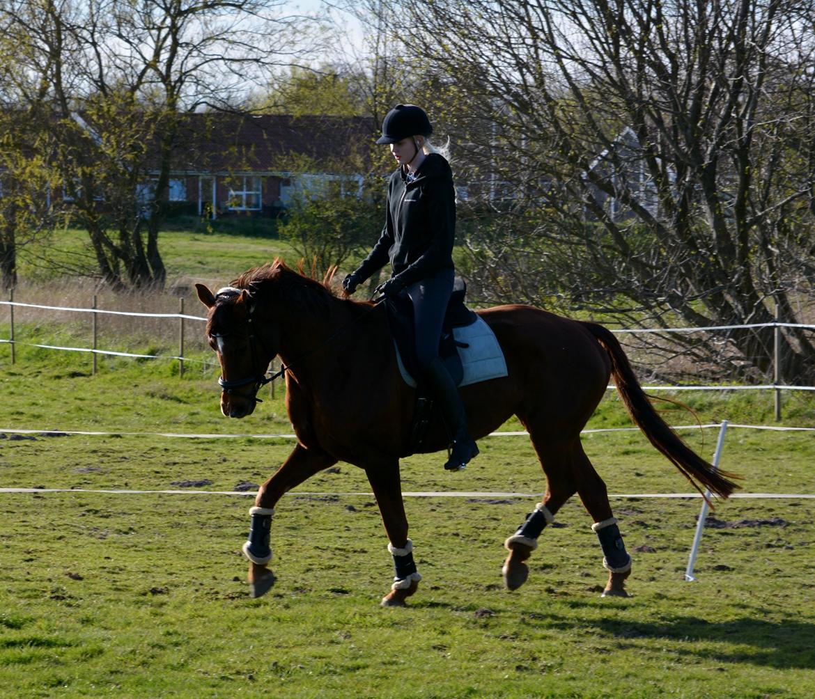 Hannoveraner Felina billede 9