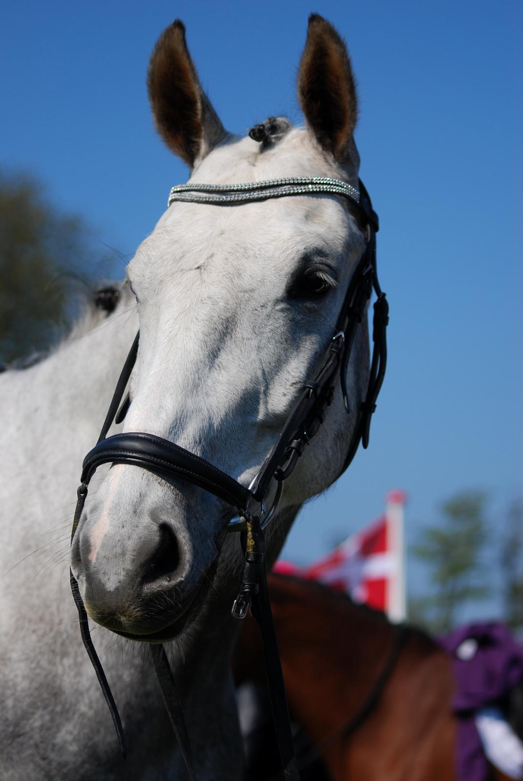 Dansk Varmblod Saxo Special - Den smukkeste hest til stævne i Ringsted Rideklub d. 19.04.14 billede 14