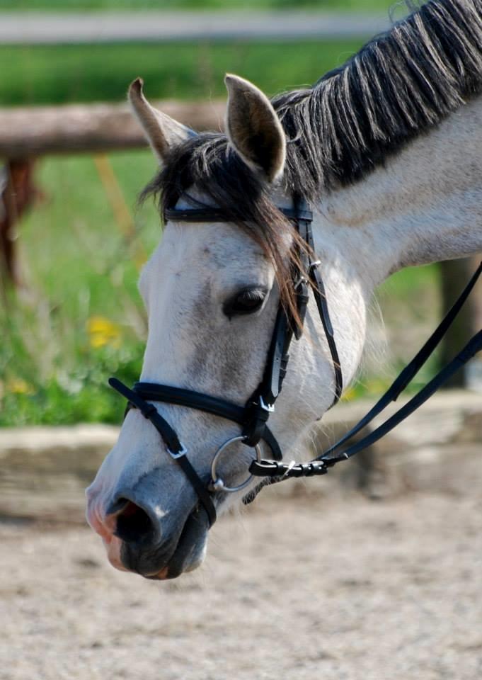 Anden særlig race Asgårds Frigg<3 billede 1