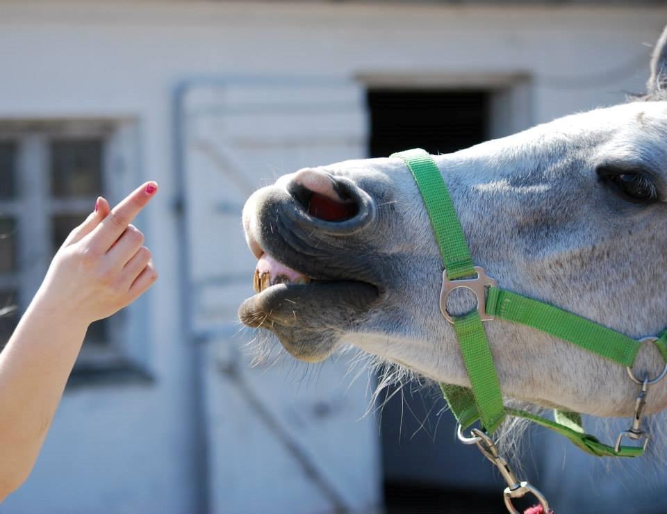 Anden særlig race Asgårds Frigg<3 billede 11