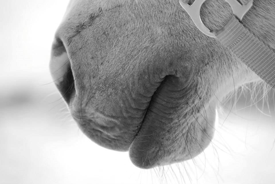 Anden særlig race Asgårds Frigg<3 billede 8