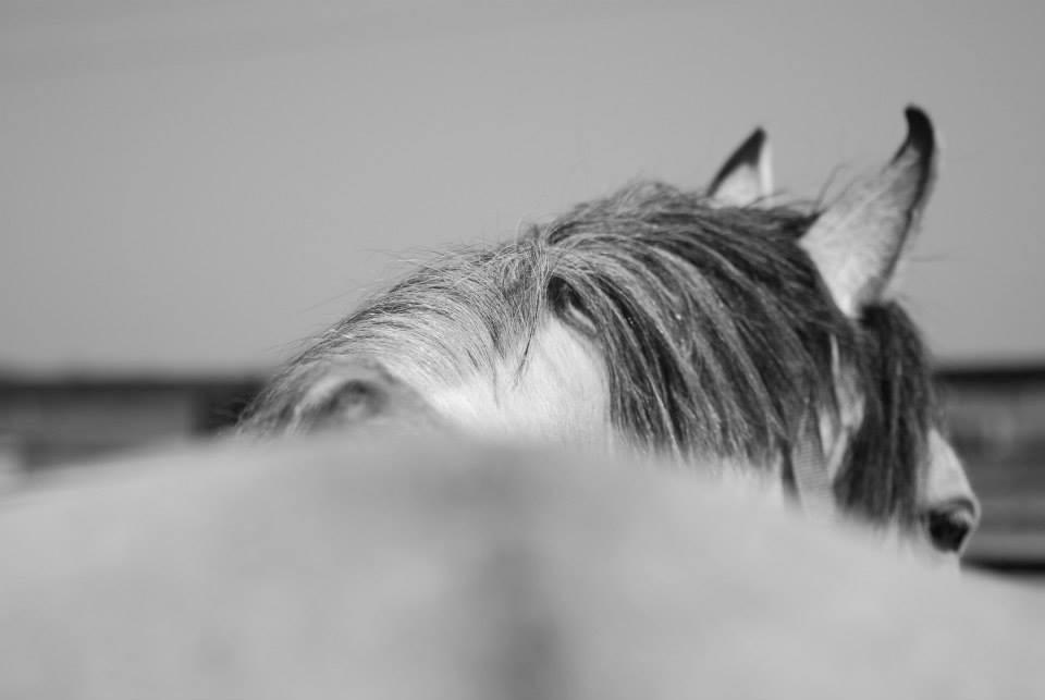 Anden særlig race Asgårds Frigg<3 - Tak fordi i kiggede Læg gerne en bedømmelse :-D billede 20