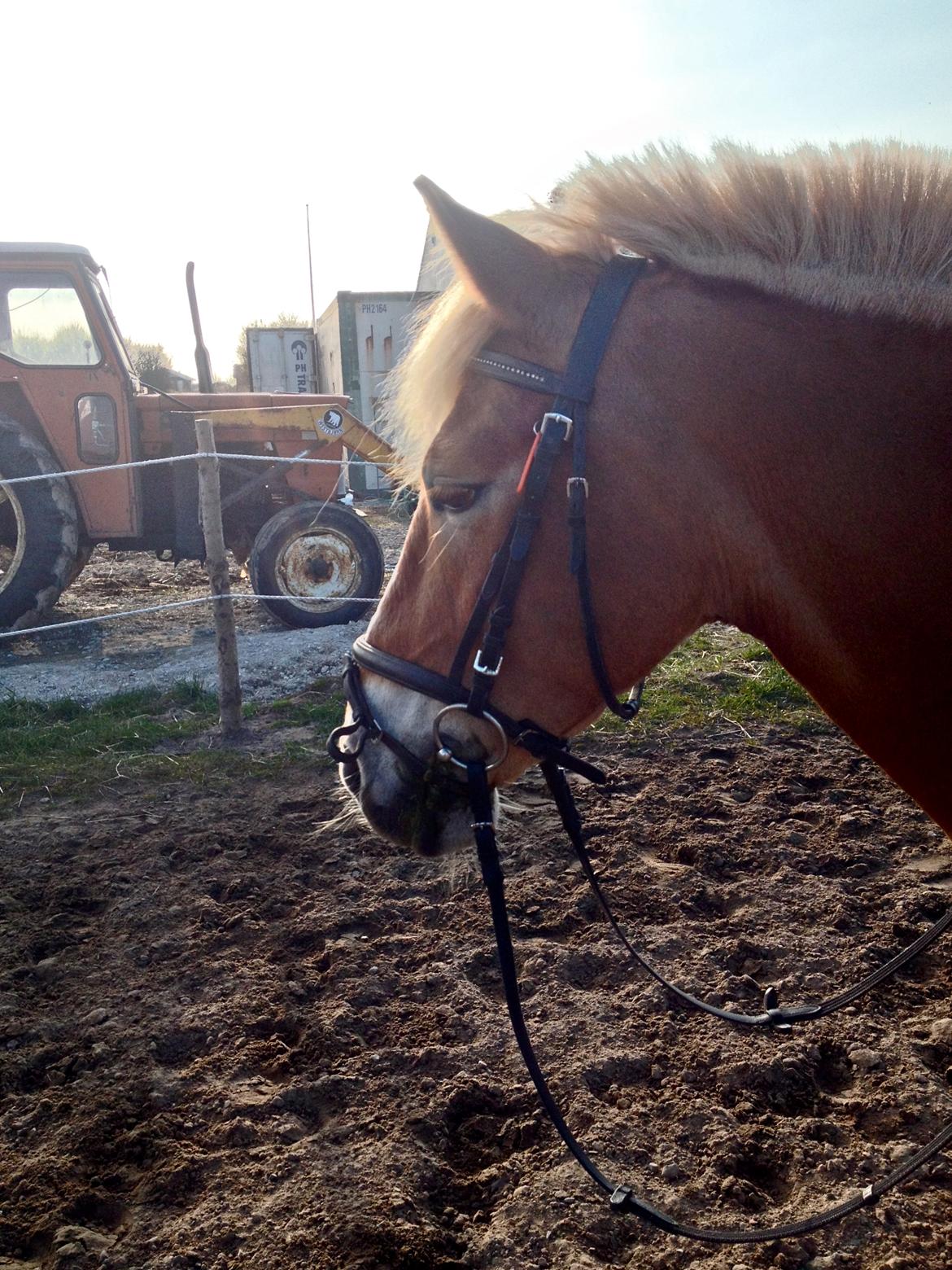 Haflinger Kousteds Ronja - At elske dig er som at trække vejret, hvordan kan jeg stoppe? billede 14