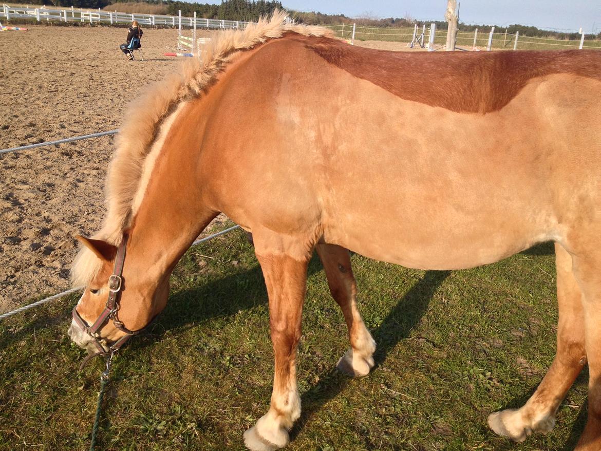 Haflinger Kousteds Ronja - min smukke pony <3 billede 17