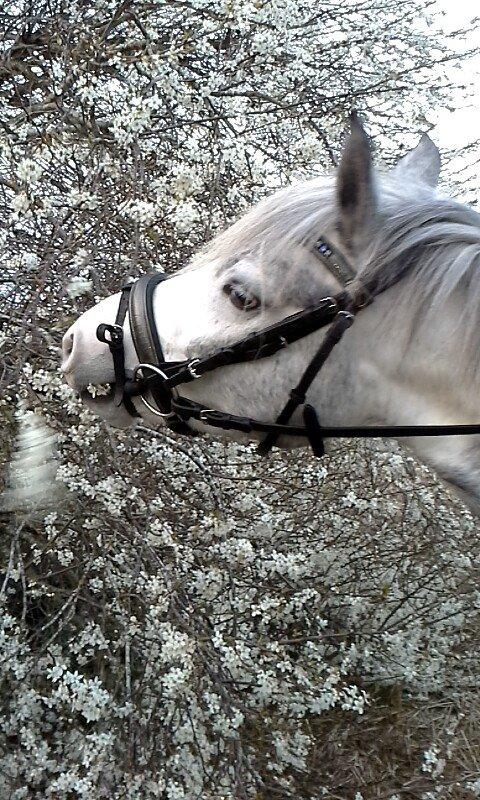 Pinto Vindbjergs Starlight - jeg skal liiige smage:) billede 10