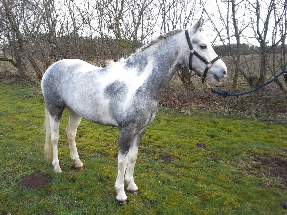 Pinto Vindbjergs Starlight billede 16