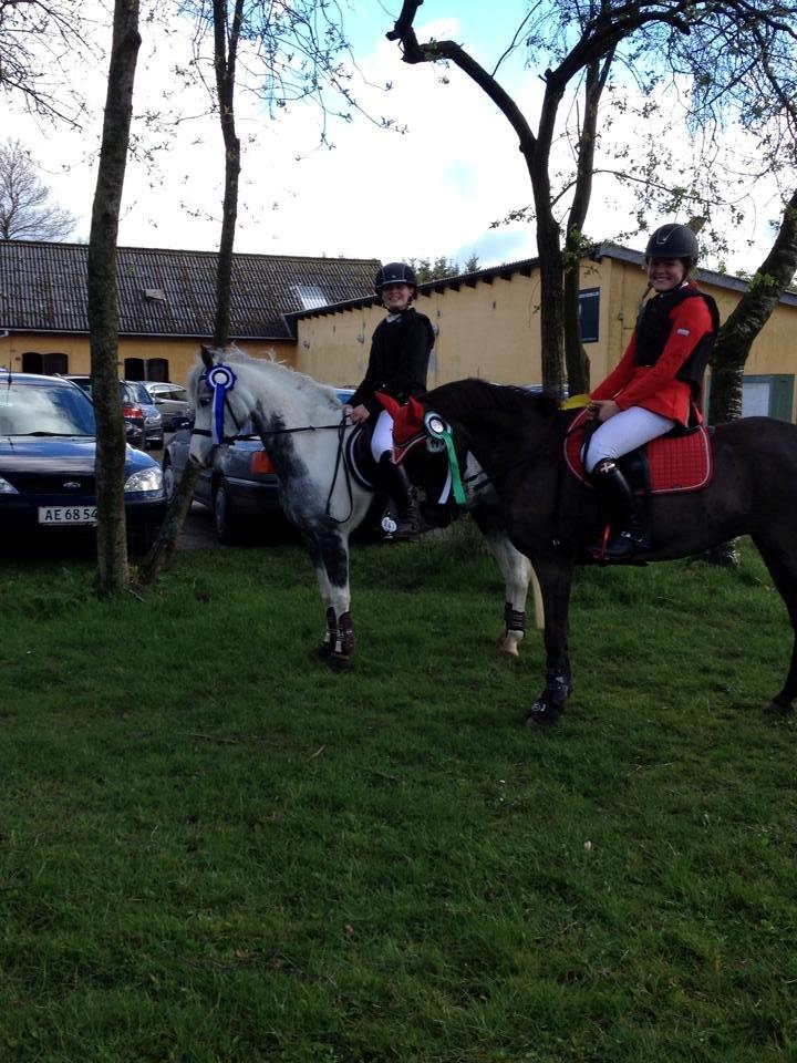 Pinto Vindbjergs Starlight - 2.plads i LB* billede 19