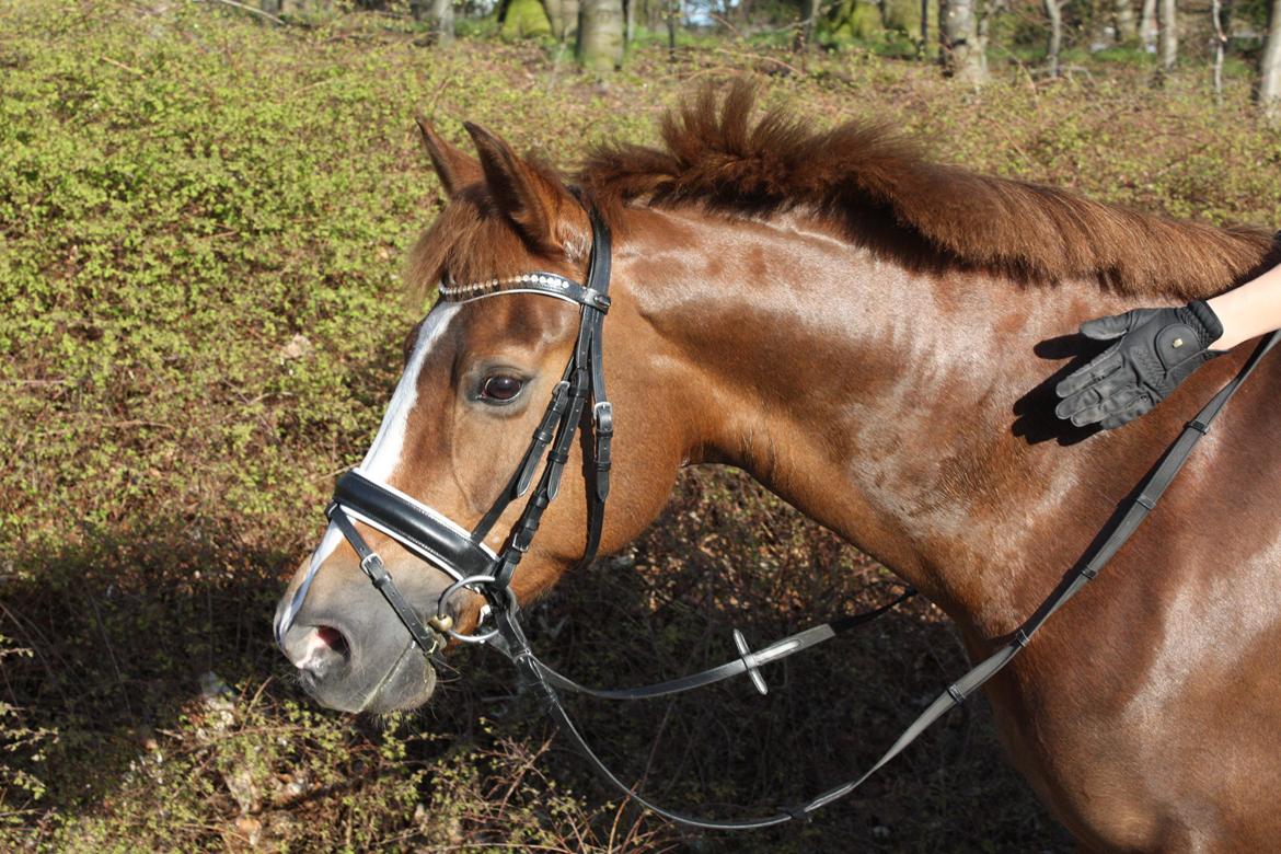 New Forest Adeleide - Velkommen til Adeleides profil billede 1