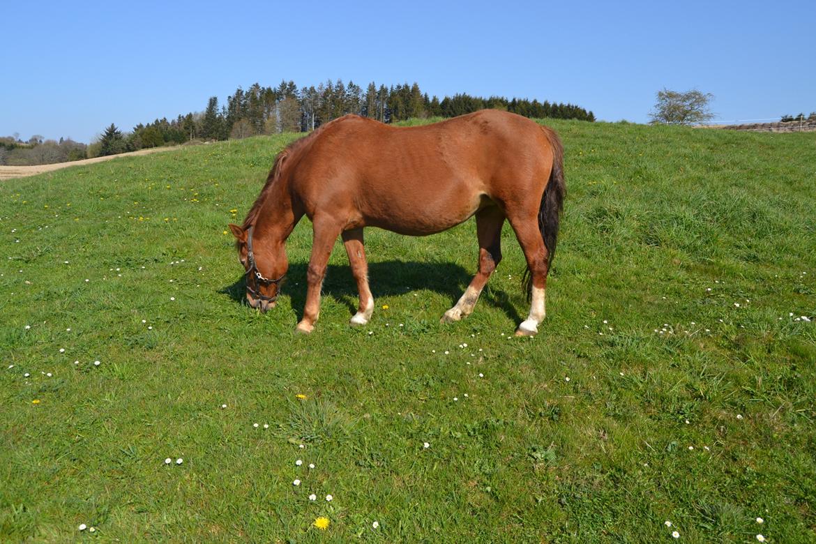 Anden særlig race  Sus R.I.P billede 13