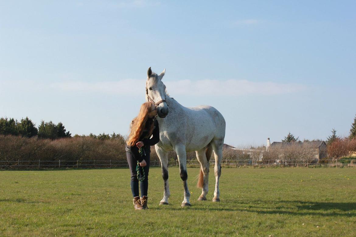 Holstener Shakira 273 billede 4