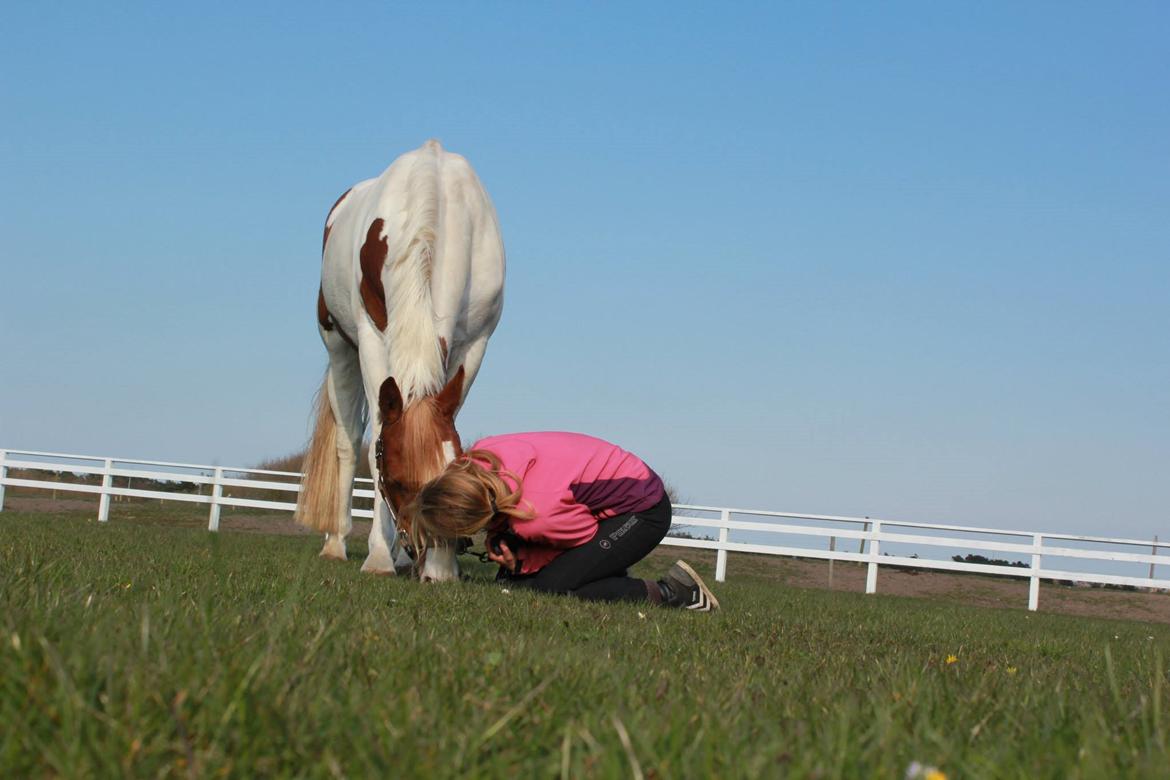 Pinto Miss Ozzie billede 3