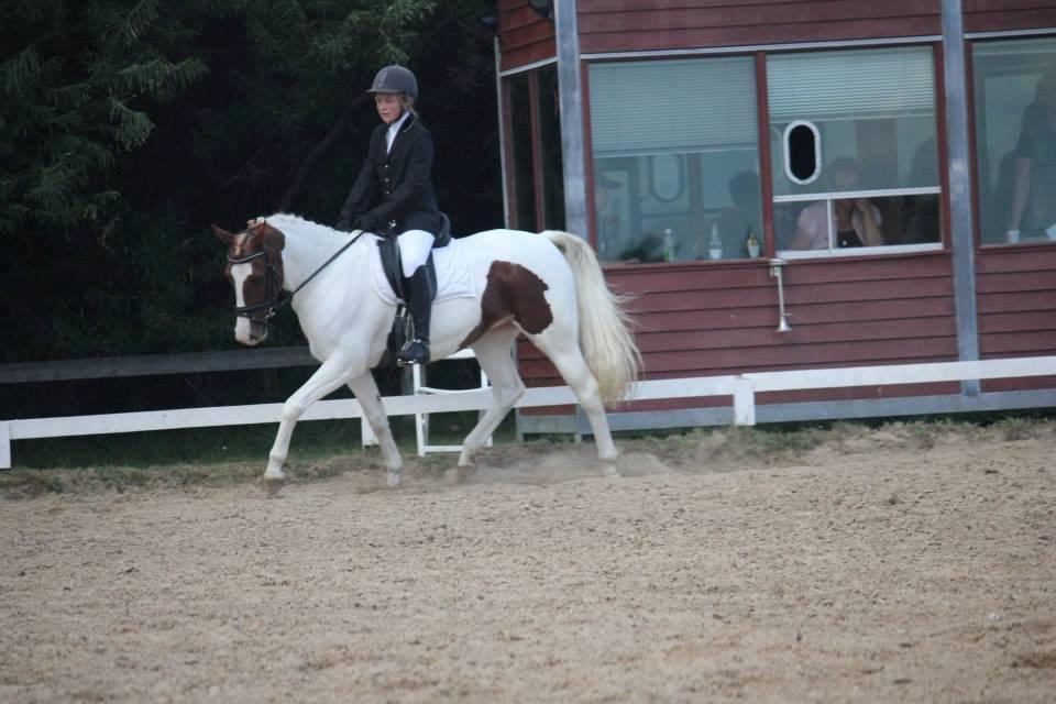 Pinto Miss Ozzie billede 6