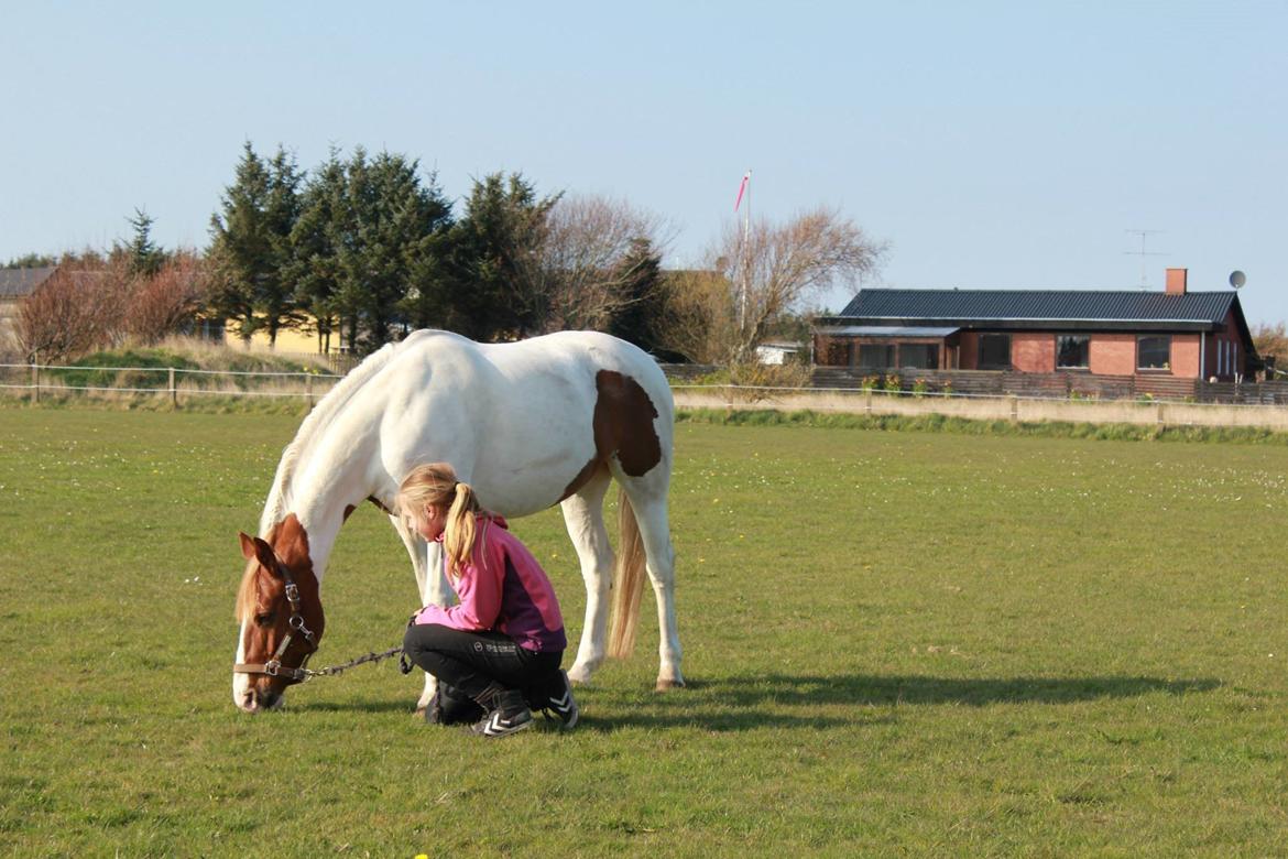 Pinto Miss Ozzie billede 5