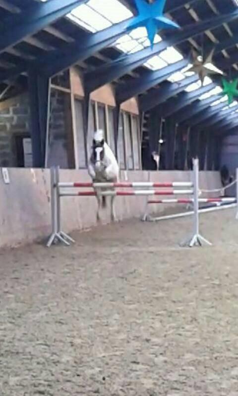 Pinto Miss Ozzie billede 10