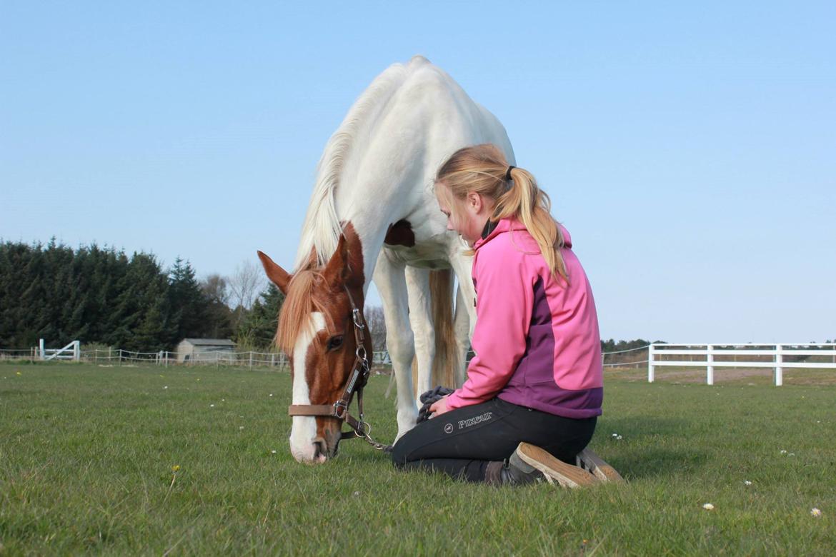 Pinto Miss Ozzie billede 12