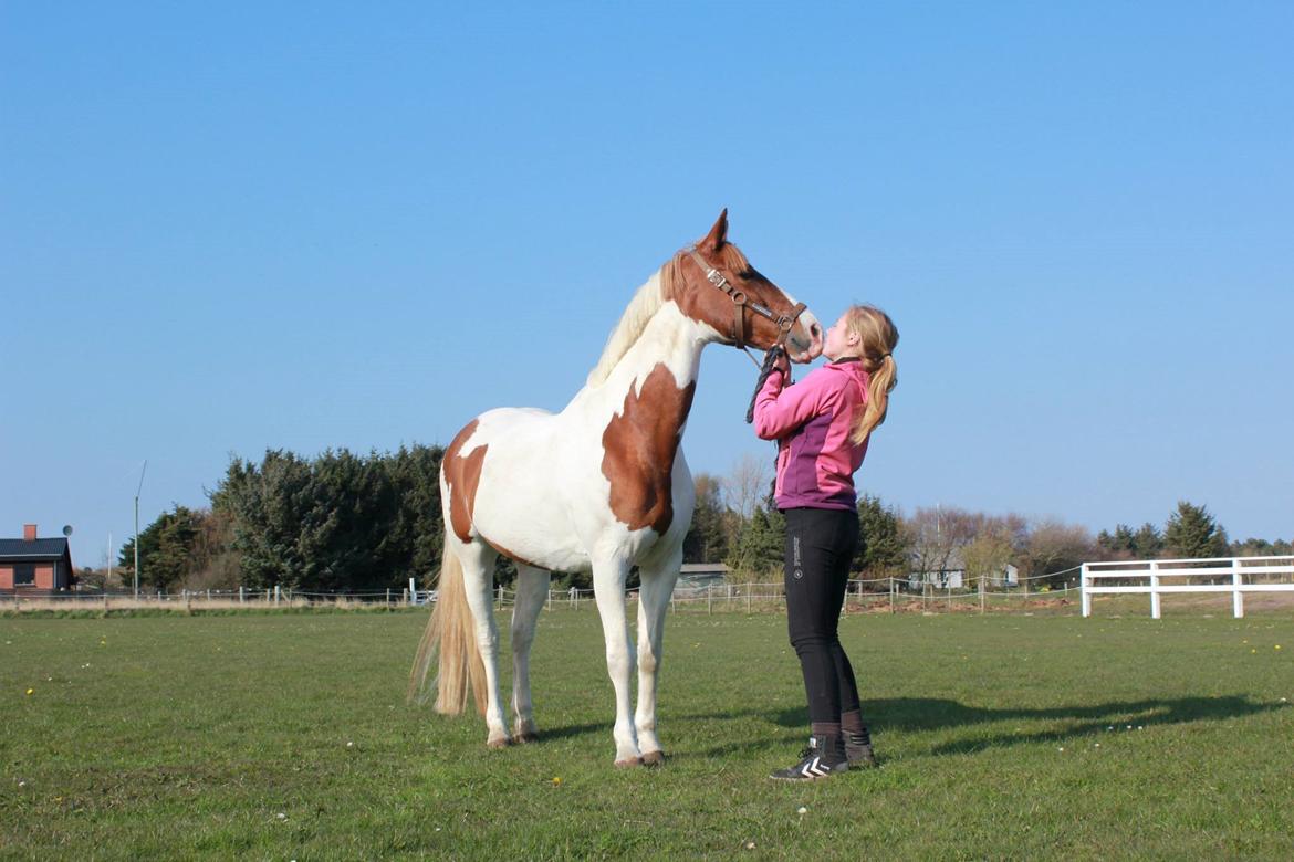 Pinto Miss Ozzie billede 13