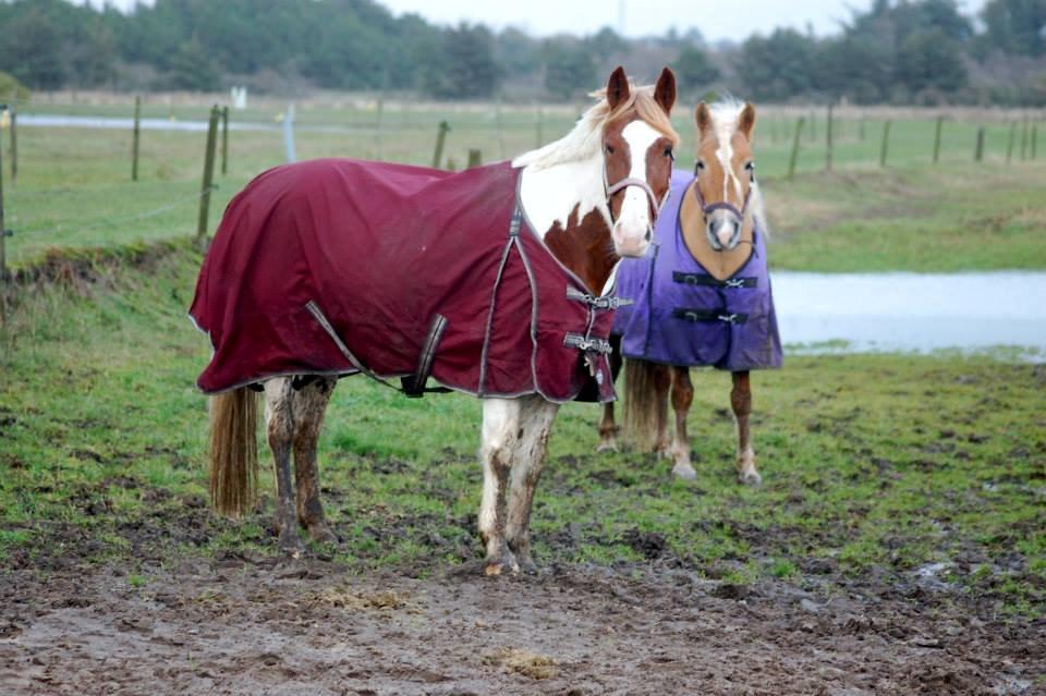 Pinto Miss Ozzie billede 7