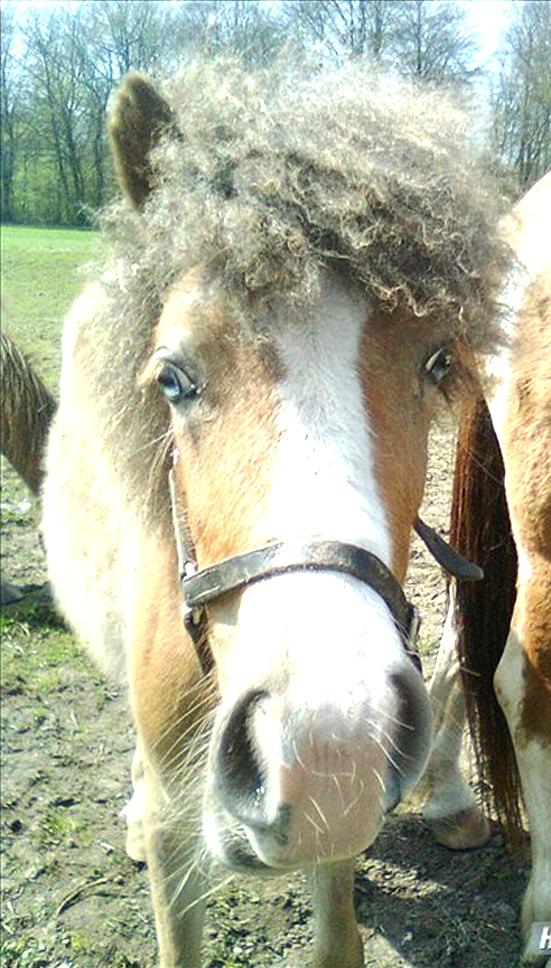 Anden særlig race Fiona billede 1