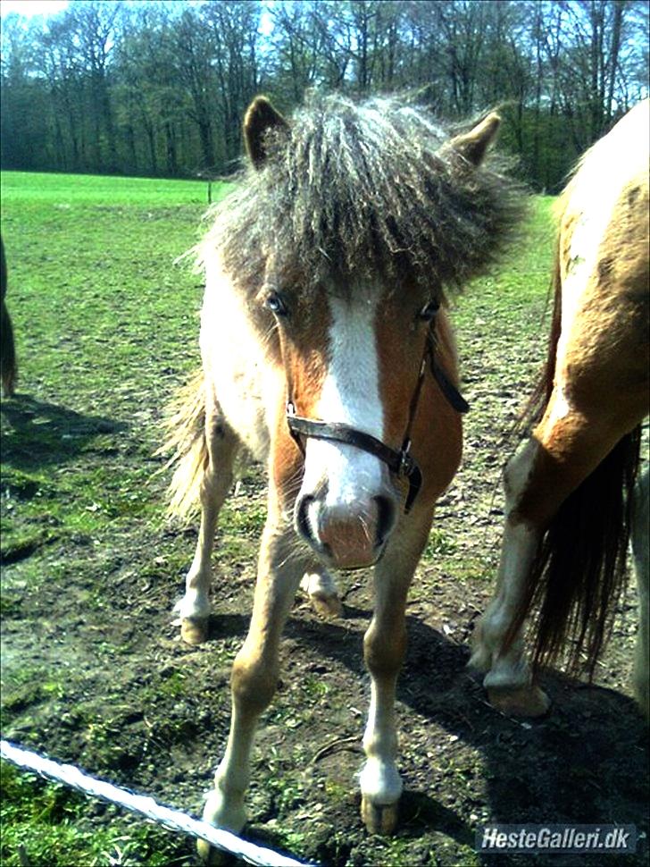 Anden særlig race Fiona billede 2