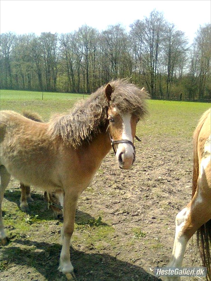Anden særlig race Fiona billede 3