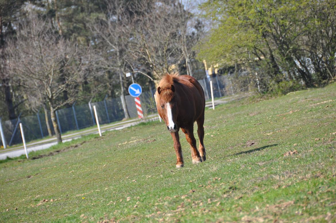 Islænder Tindra<3 billede 8