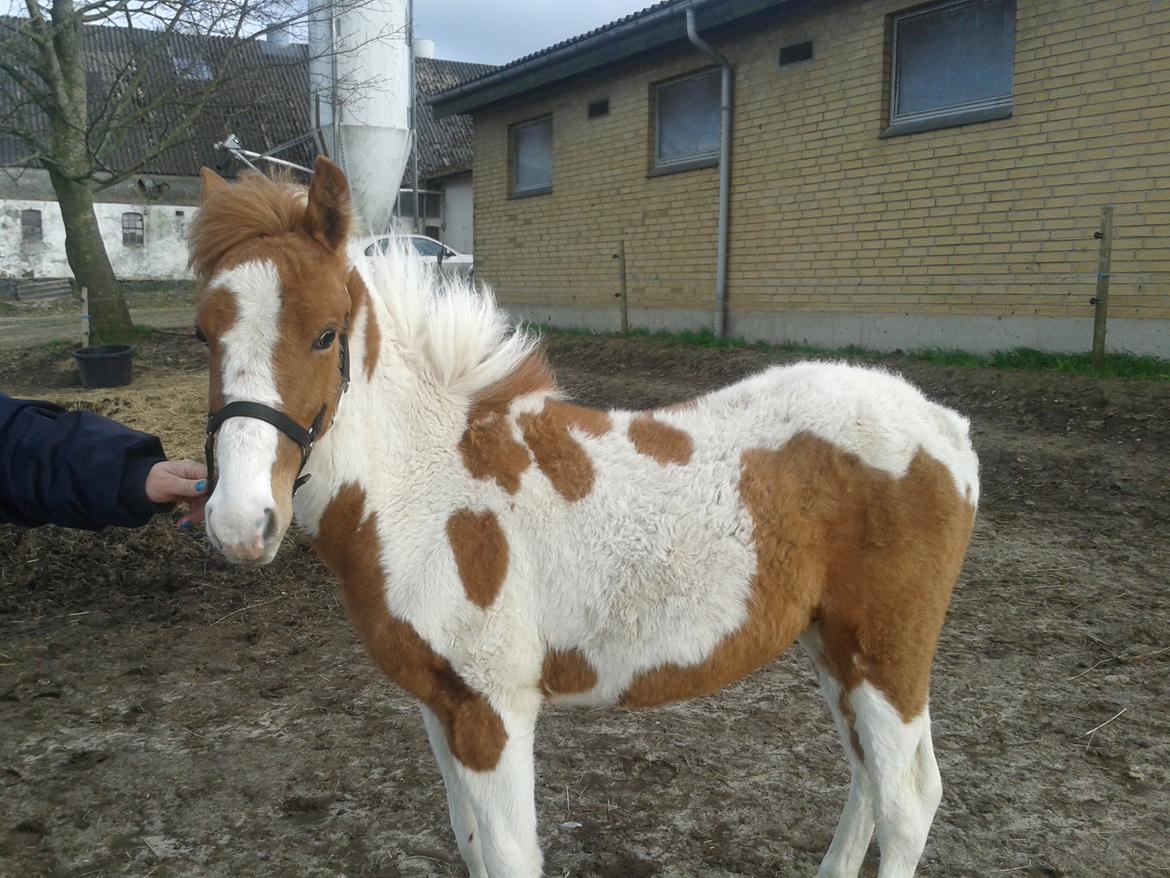 Anden særlig race kavalo billede 2