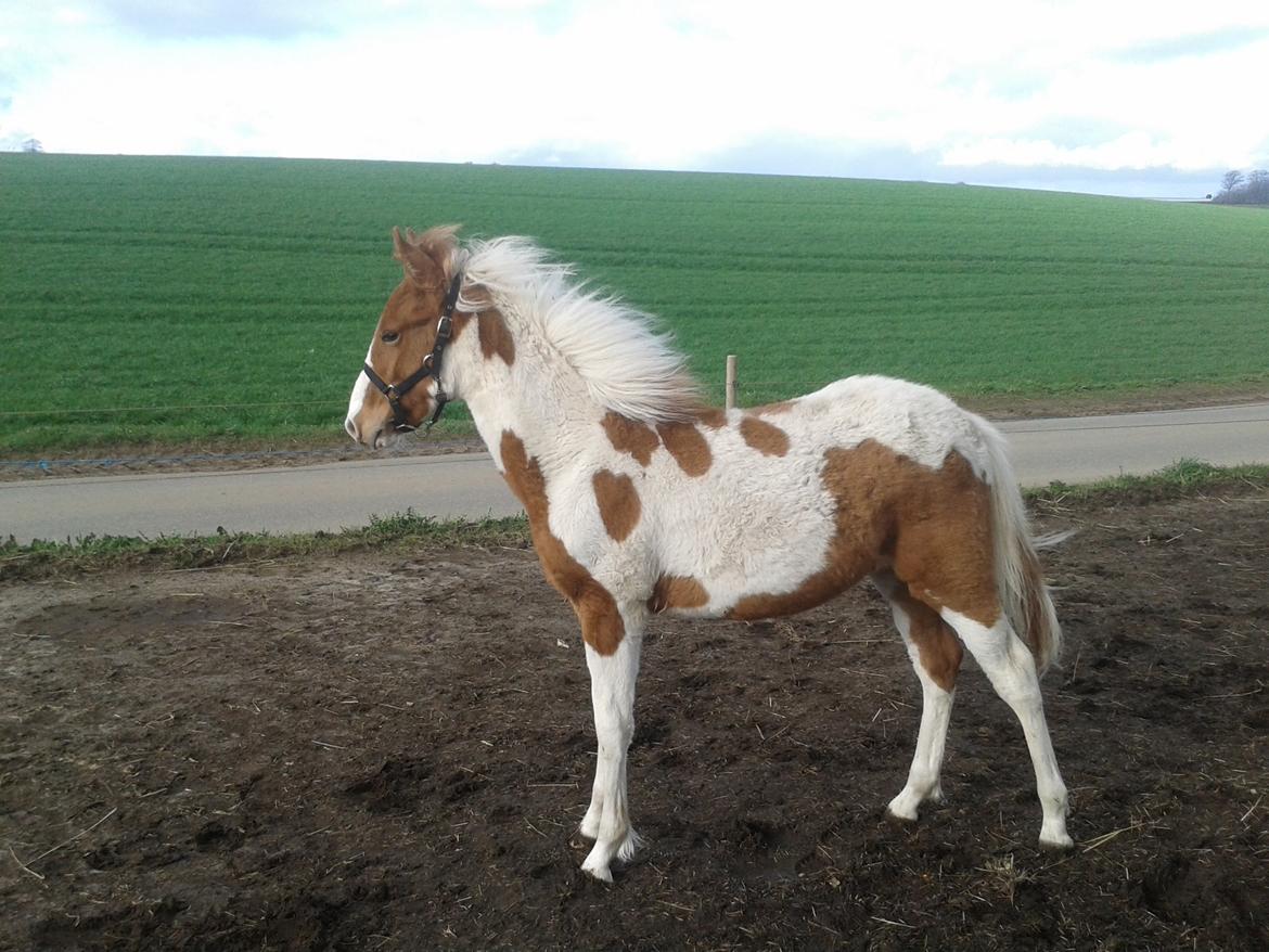 Anden særlig race kavalo billede 3