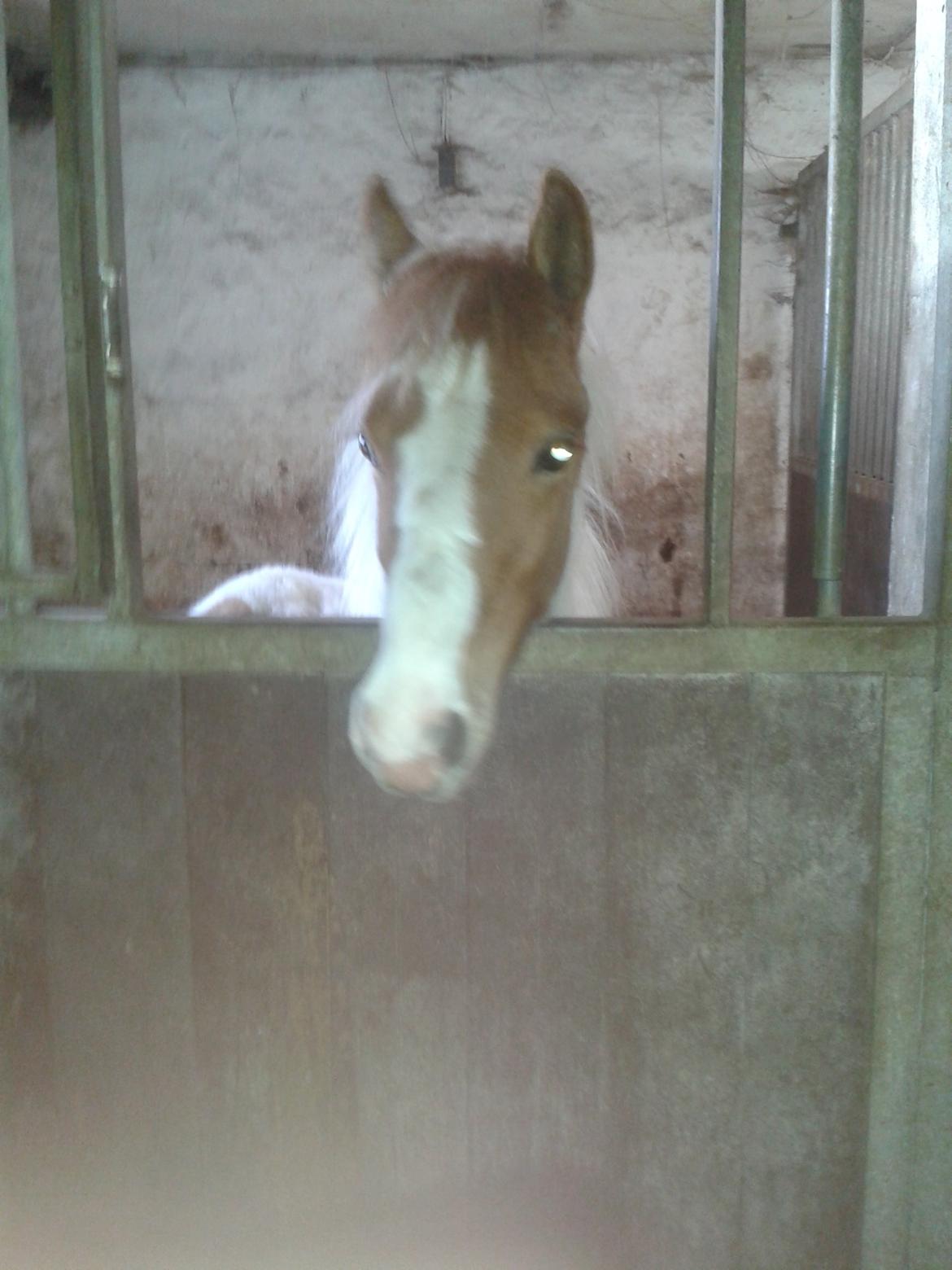 Anden særlig race kavalo billede 5