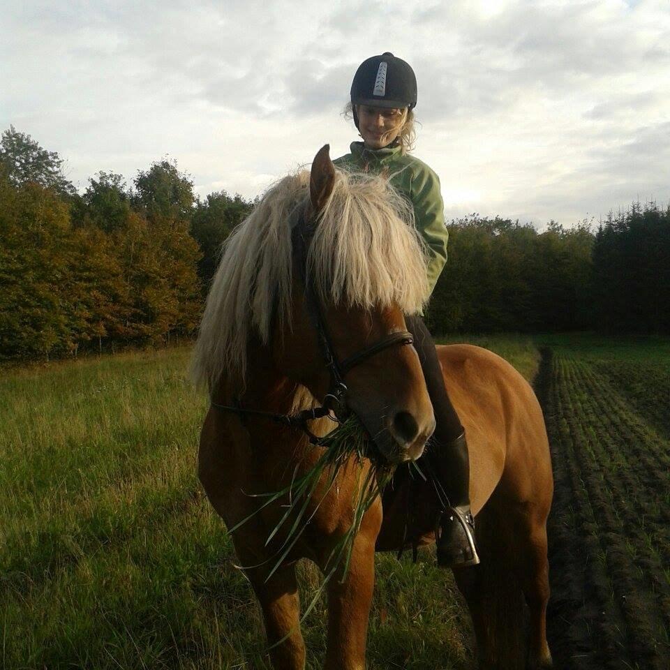 Haflinger Thor billede 2