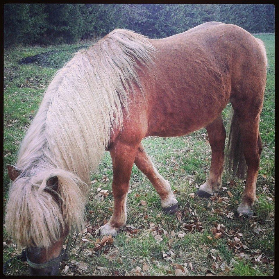 Haflinger Thor billede 6