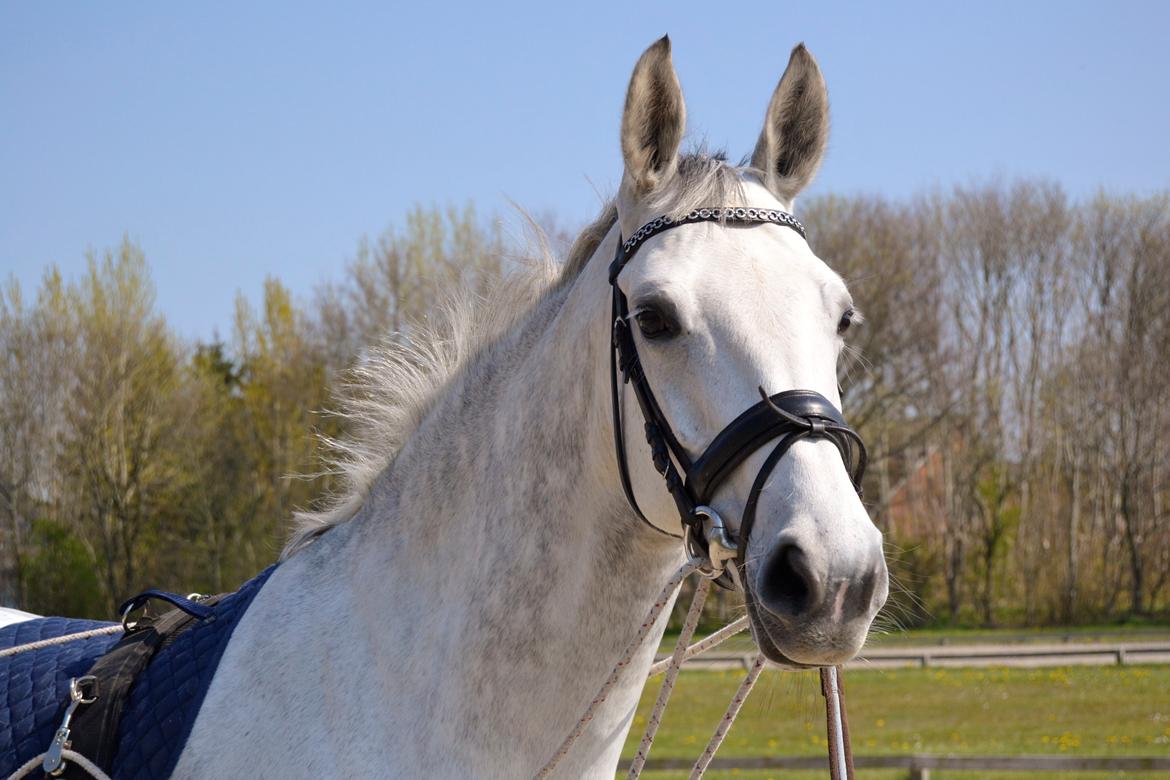 Dansk Varmblod Årup Mølles Lancóme billede 1