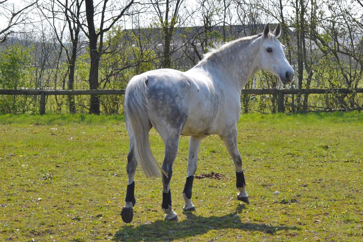 Dansk Varmblod Årup Mølles Lancóme billede 13