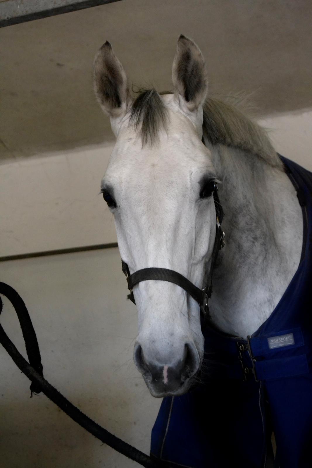 Dansk Varmblod Årup Mølles Lancóme billede 14