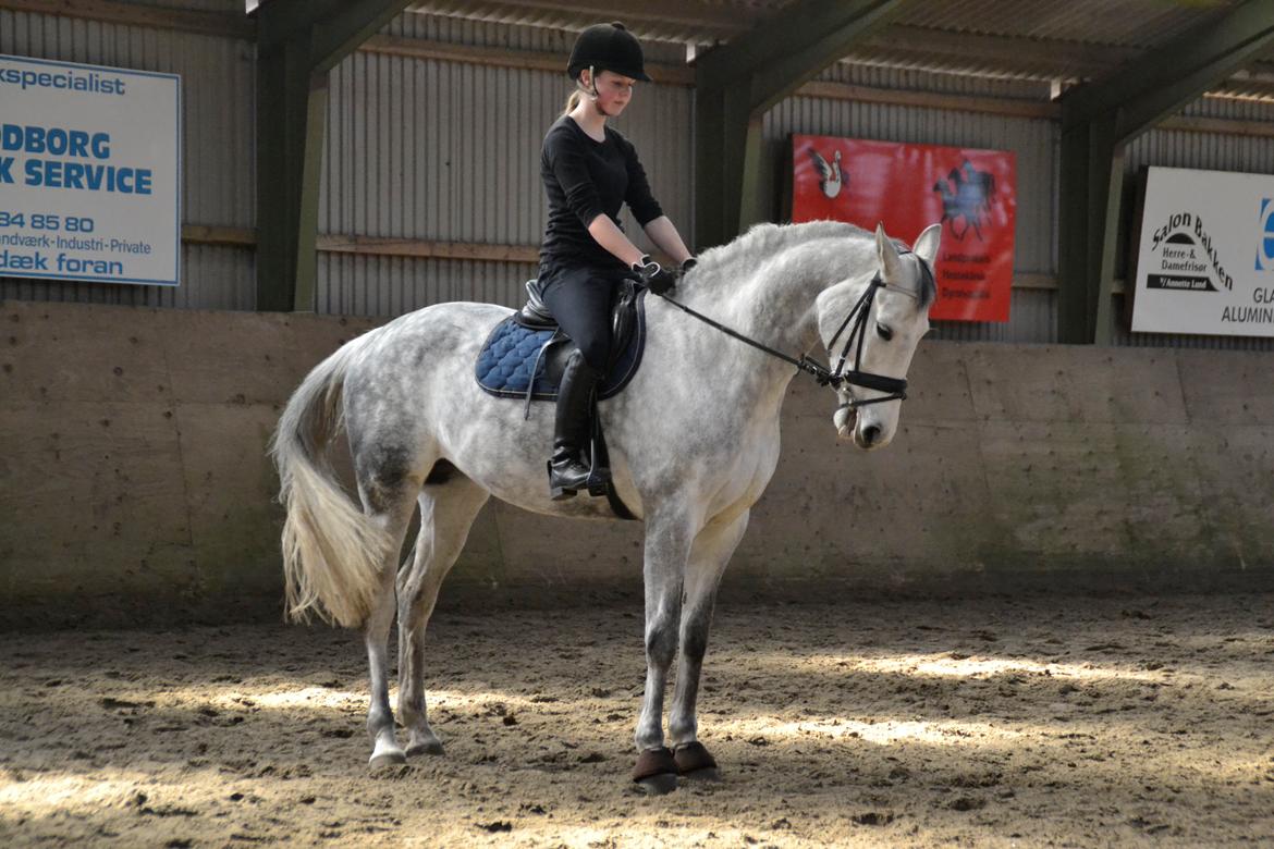 Dansk Varmblod Årup Mølles Lancóme billede 12