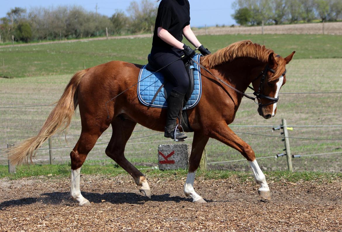 DSP Nørretelling's Ballou - 4 gang på ryggen af ham - Foto: Søster billede 23