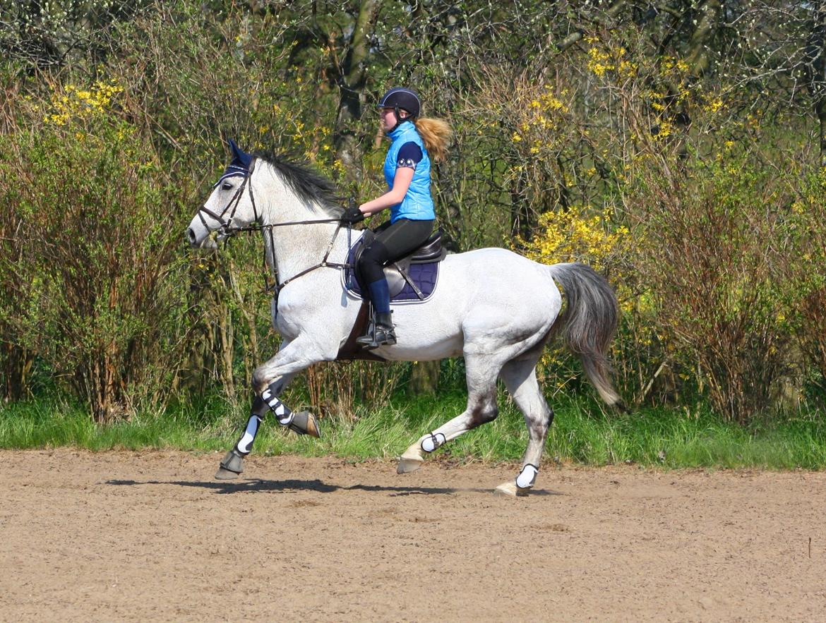 Dansk Varmblod Carneval Fever - Første gang uden dørs i år- Første gang på springbane i 3 måneder! billede 13