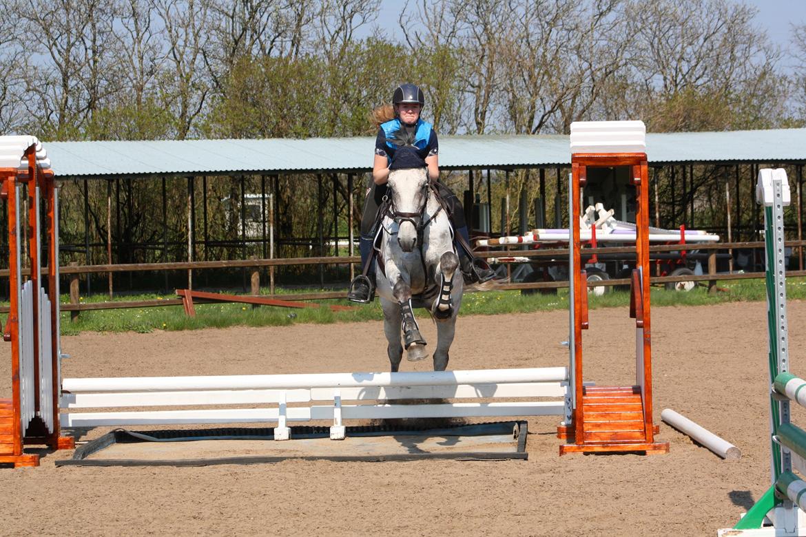 Dansk Varmblod Carneval Fever - første gang udendørs 2014- Første spring i 3 måneder ! billede 15