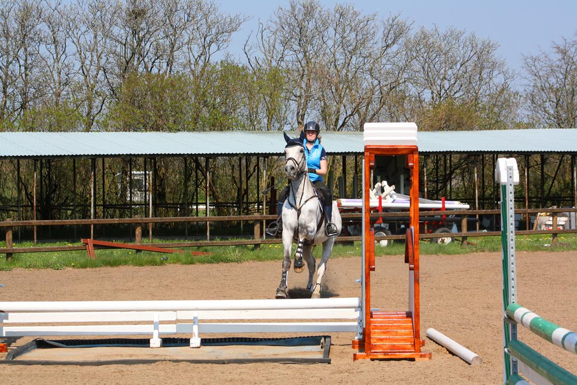 Dansk Varmblod Carneval Fever billede 14