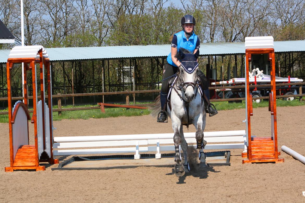 Dansk Varmblod Carneval Fever billede 17