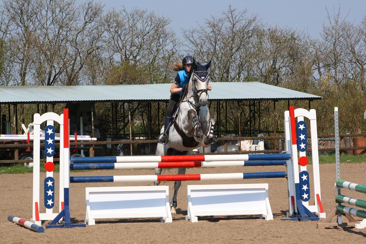 Dansk Varmblod Carneval Fever billede 16