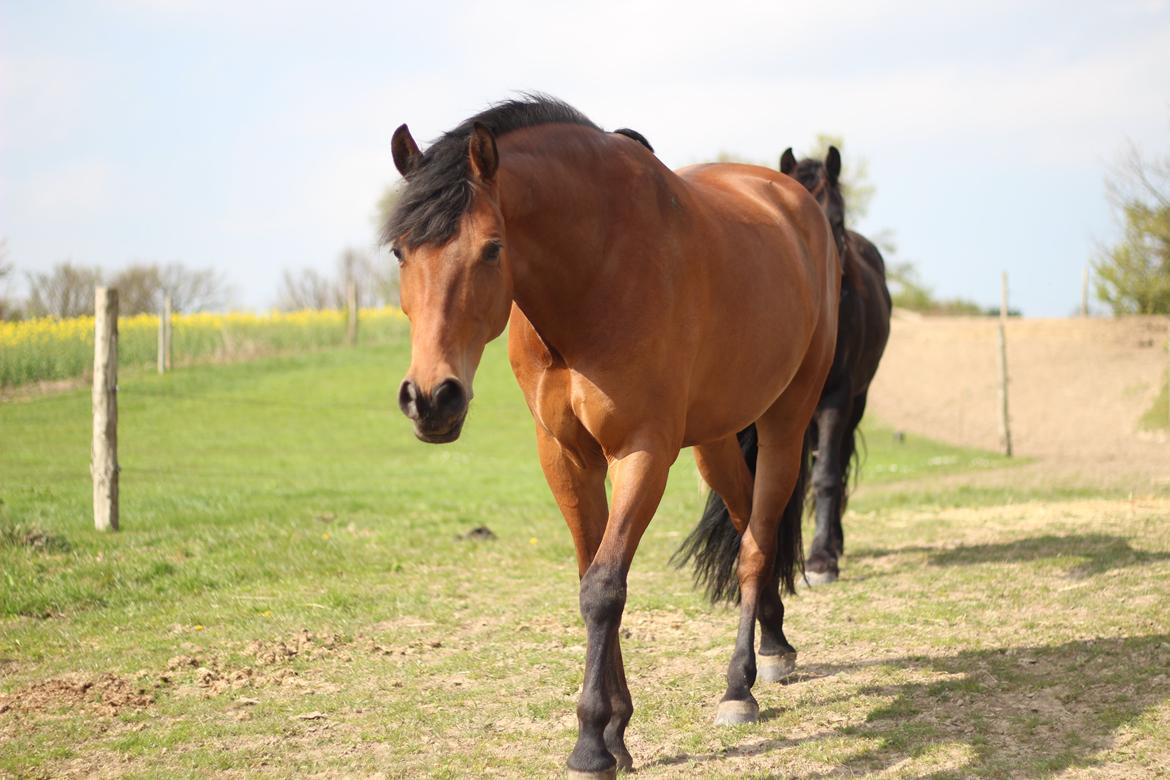 Pinto Chevál Tobiano - Min smukke hest :-) billede 2
