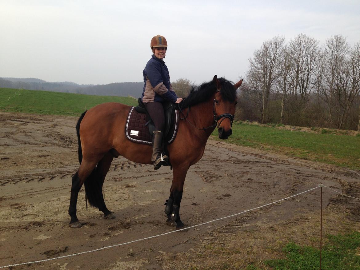 Pinto Chevál Tobiano billede 4