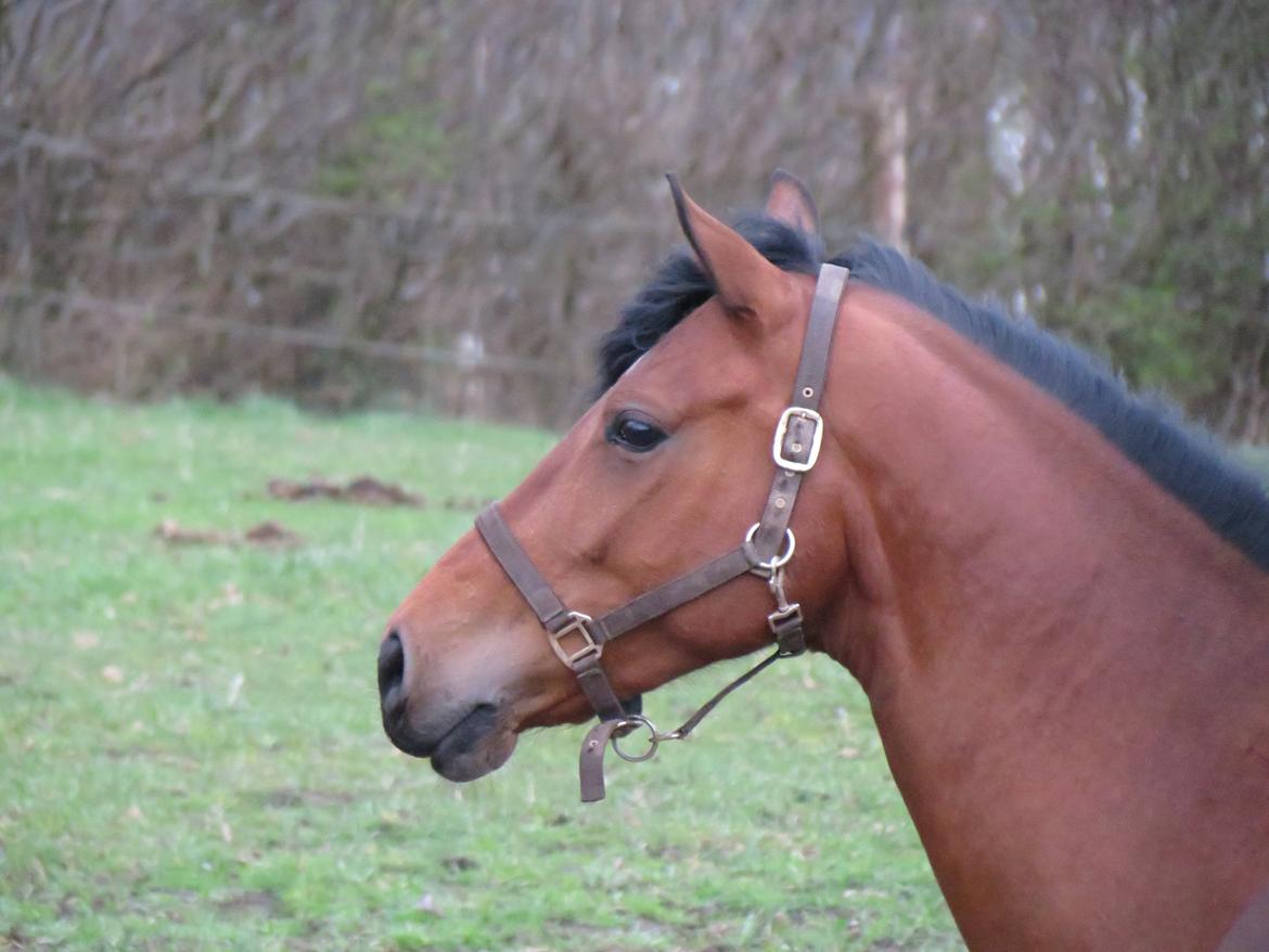 Pinto Chevál Tobiano - Valle den første dag jeg havde ham billede 5